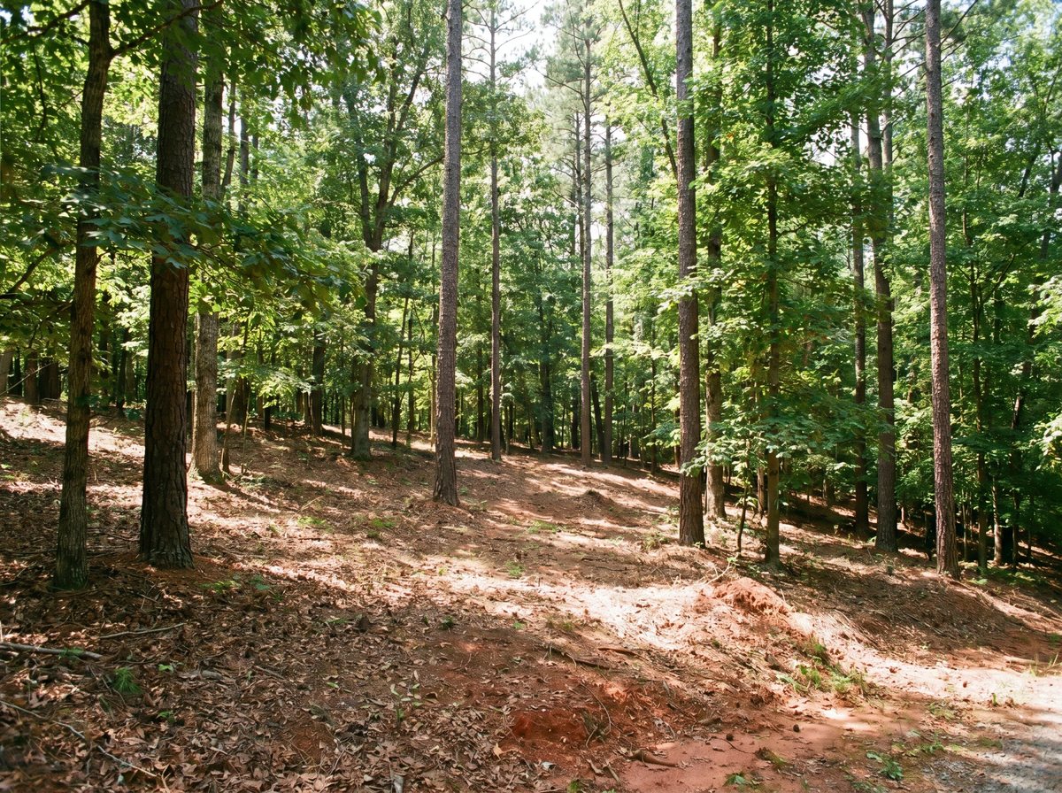A gently sloping wooded building lot in the NC Piedmont showing natural grade and topography.